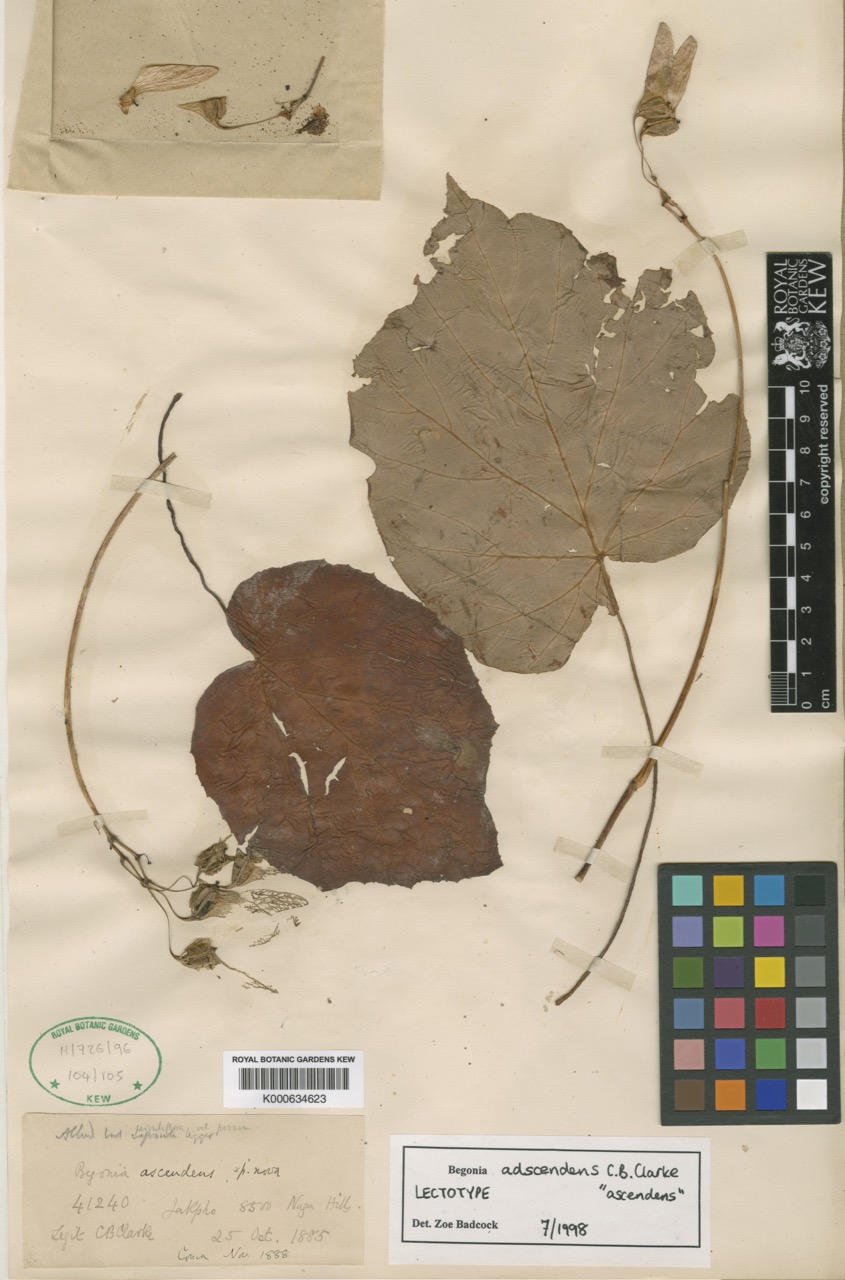 B. adscendens